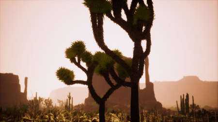 sunlight ray shooting across the desert sky at sunsetの写真素材