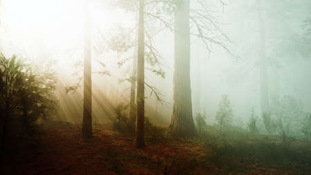 deep in the forest on a misty morningの写真素材