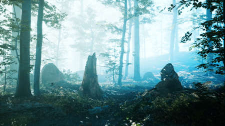 morning fog deep forest
