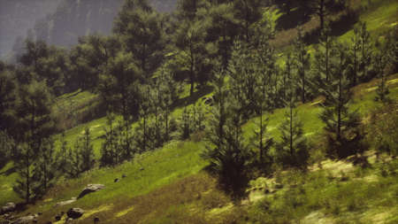 autumn forest on green rocky hillsの写真素材