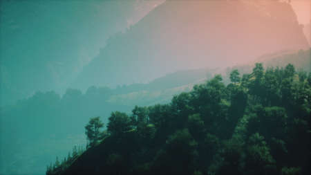 green trees in canyon at sunset with fogの写真素材