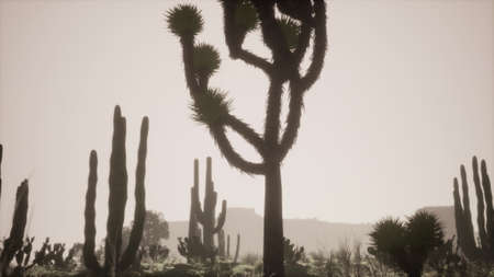 sunlight ray shooting across the desert sky at sunsetの写真素材