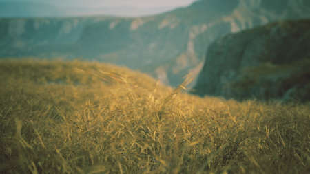 golden rocks and grass in mountainsの写真素材