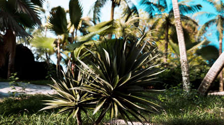tropical palms and plants at sunny dayの写真素材