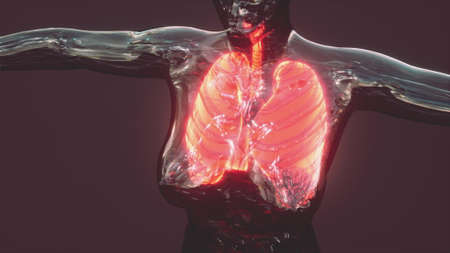X-Ray Image of human lungs for a medical  diagnosisの写真素材
