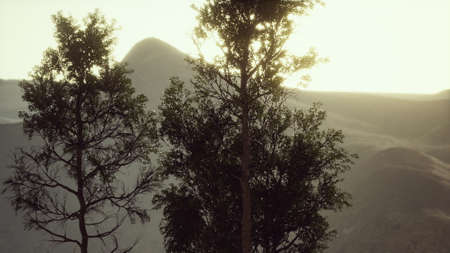 Carpatian mountains fog and mist at the pine forest