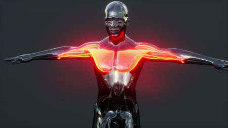 Human muscular system anatomical infographicの写真素材