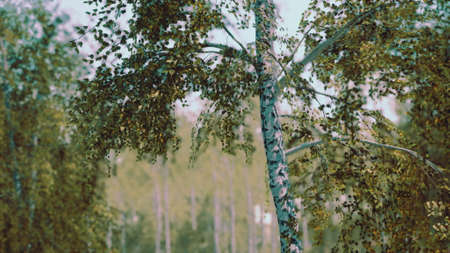birch forest in sun rays in the mornings