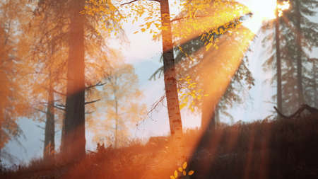 sunrise or sunset in a birch forest with rays of sun shining through tree trunks by shadows and...