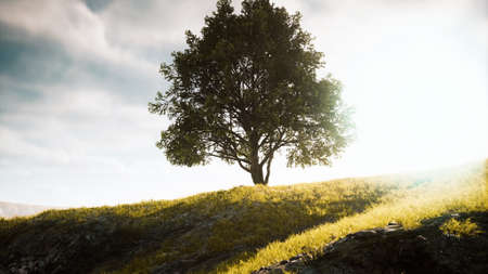 Green tree on a hill on a sunny day in summerの写真素材