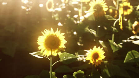 many bright yellow big sunflowers in plantation fields on warm evening light sunsetの写真素材