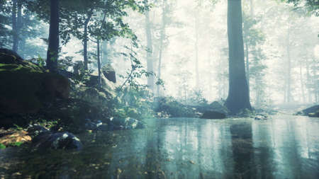 Forest with pond and mist with sunraysの写真素材