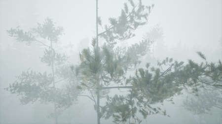 cloudy autumn day in the pine forest with fogの写真素材