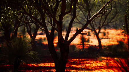 red sand bush with trees