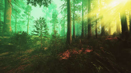 Mysterious Fairy Tale Deep Magic Forestの写真素材