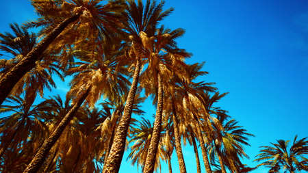 coconut palm trees on blue skyの写真素材