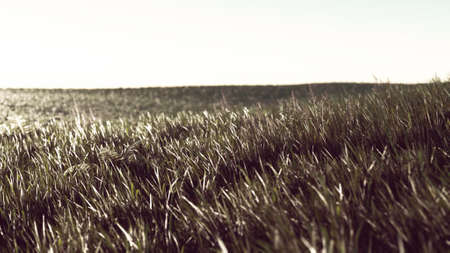 Close up of fresh thick grass in the early morningの写真素材