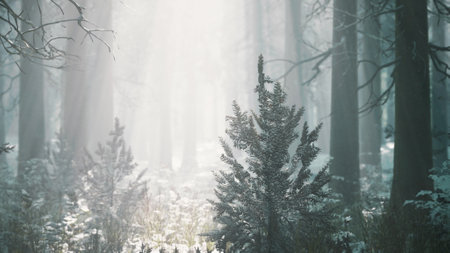 winter foggy beech and spruce forest sceneの写真素材