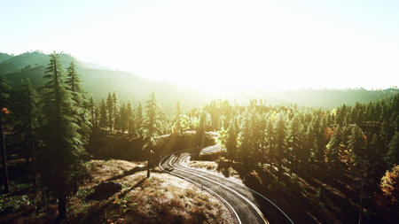 An aerial view of a road surrounded by trees