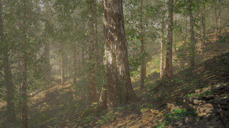 A forest filled with lots of tall treesの写真素材
