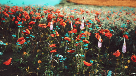 A breathtaking display of spring wildflowers fills the landscape, featuring striking red poppies and...