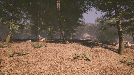 A peaceful forest with lush greenery, scattered rocks, and sunlight filtering through the trees. The ground is covered in leaves, creating a serene atmosphere perfect for nature lovers.の写真素材