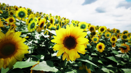A vast field of sunflowers stretches towards the horizon, each flower standing tall against a backdrop of blue sky and scattered clouds. The scene radiates warmth and beauty.の写真素材
