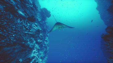 A majestic manta ray swims effortlessly beneath the surface, showcasing its wide wingspan as it navigates through a colorful coral reef teeming with marine life.の写真素材