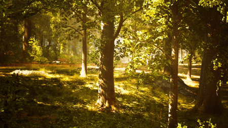 The suns rays filter through the dense trees in the forest, casting vibrant light patterns on the forest floor.の写真素材