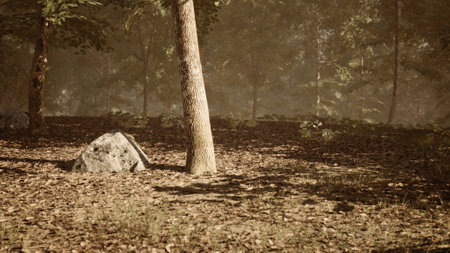 Sunlight streams through the trees in a peaceful forest, illuminating the forest floor covered in dry leaves and small rocks, creating a serene and atmospheric setting.の写真素材
