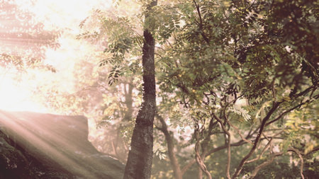 Soft sunlight filters through the dense jungle foliage, casting an enchanting glow in the forest.の写真素材