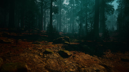 A peaceful scene of a sequoia-filled forest with a rich abundance of trees and rocks.の写真素材