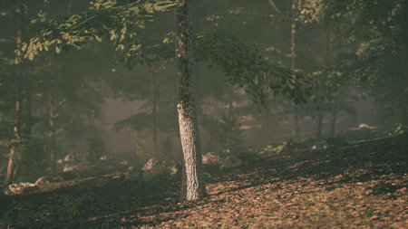 A serene forest bathed in soft morning light reveals tall trees with green leaves. The forest floor...