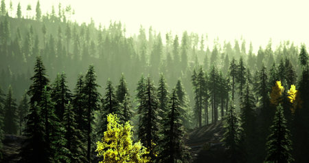 Soft light filters through tall evergreen trees in a serene forest setting during the golden hour....