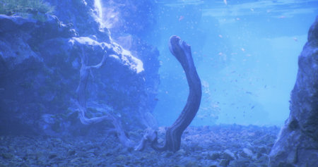 An eel rises from the rocky seabed, surrounded by bubbles and sunlight filtering through the water. The environment is vibrant and teeming with aquatic life.の写真素材