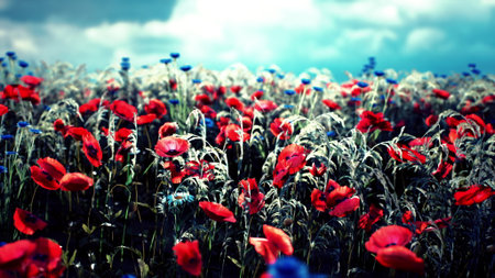A colorful field filled with red poppies and blue flowers stretches across the landscape. The flowers sway softly in the breeze beneath a dramatic cloudy sky, creating a serene atmosphere.の写真素材