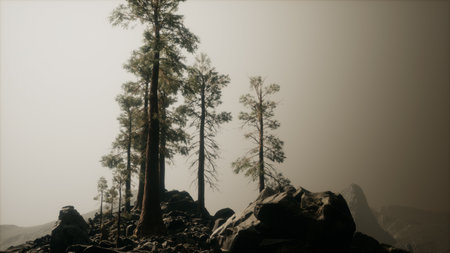 Tall trees rise from boulders, their silhouettes striking against a muted sky. The atmosphere feels mystical, evoking a sense of tranquility and exploration in nature.の写真素材
