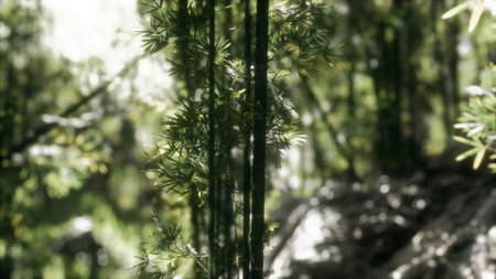 Amidst the serene bamboo grove, sunlight filters through lush green leaves, casting gentle shadows on the forest floor. This enchanting setting evokes peace and natural beauty.の写真素材