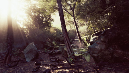 Sun rays cutting through the fog in a tropical forest, illuminating the dense foliage and creating a...