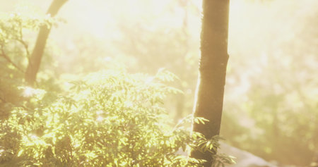 Golden sunlight streams through the leaves of trees, creating a tranquil atmosphere in a lush forest. The soft light highlights the vibrant foliage and peaceful surroundings.の写真素材
