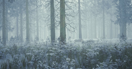 A dense forest blanketed in snow shows tall trees partially obscured by a thick fog. Snow covered...