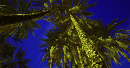 Tall palm trees stretch upwards, silhouetted against a deep blue night sky. Their textures are...
