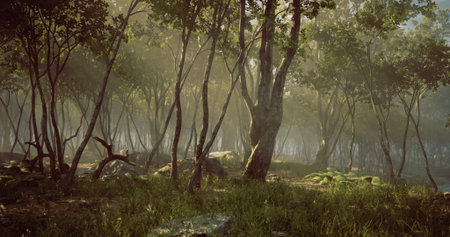 Morning light softly illuminates a serene forest filled with tall trees and lush undergrowth. The mist creates a tranquil atmosphere, enhancing the beauty of nature.の写真素材