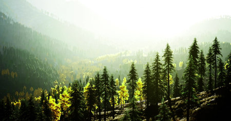Tall evergreen trees rise majestically in a lush green forest. Sunlight filters through the canopy,...