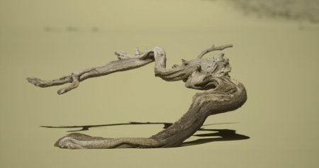 A twisted piece of driftwood lies on light colored sand, casting a soft shadow under the bright sun. The intricate shapes of the wood contrast with the smooth surface of the beach.の写真素材
