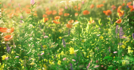 A vibrant field filled with wildflowers of various colors shines under the spring sun. The lush greenery complements the bright petals of poppies and other blossoms.の写真素材