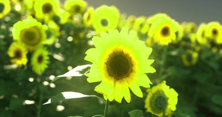 A field of radiant sunflowers showcases their bright yellow petals as the sun casts a warm glow. The flowers stand tall, creating a beautiful landscape filled with natures color.の写真素材