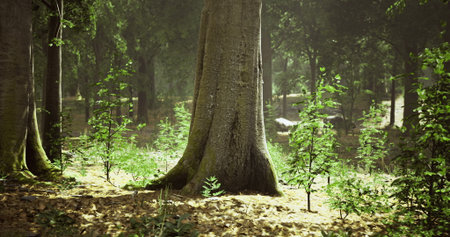 Sunlight cascades through the dense canopy, illuminating towering trees in a tranquil forest. Small plants grow beneath, creating a peaceful and refreshing atmosphere.の写真素材