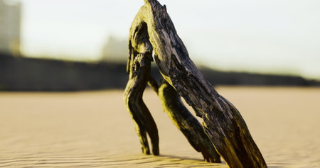 A unique piece of driftwood emerges from sunlit sand, casting long shadows. The surrounding area is tranquil, suggesting a calm coastal atmosphere at dawn, evoking a peaceful morning.の写真素材