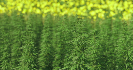 Tall green plants stretch toward the bright sunlight, surrounded by a blur of colorful flowers in the background. Natures harmony in a flourishing garden creates a lively atmosphere.の写真素材